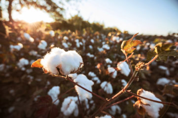 Is Pima Cotton good for your baby?